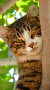 Erros mais comuns de quem tem gato em casa; você comete algum deles?