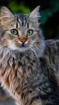 Seu gato sente saudades de você? Veja o que diz estudo