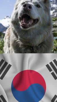 Coreia do Sul aprova lei que proíbe consumo de carne de cachorro