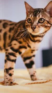 As raças de gatos mais inteligentes