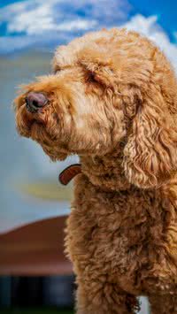 Cães híbridos: cruzamentos de raças diferentes e cuidados necessários