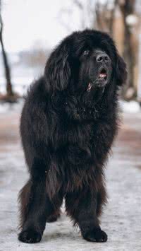 Mastim Tibetano: Conheça a raça de cachorro mais cara do mundo