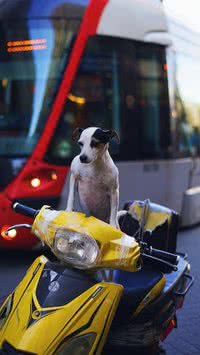 Por que cães correm atrás das motos? Especialista faz alerta