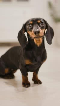 Cães salsichas! Saiba tudo sobre os famosos dachshunds