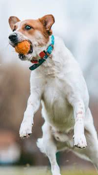 Cães atletas! Raças ideias para exercícios ao ar livre