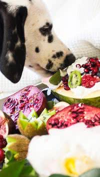 Tá liberado! Saiba quais alimentos de humanos são bons para cachorros