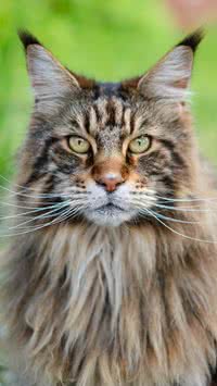 Maine coon: saiba tudo sobre essa raça