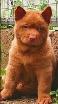 Gatochorro? Veja 4 curiosidades sobre a raça hmong, o cão que se parece com gato