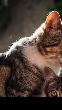 As raças de gato que vivem mais