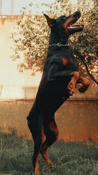 Para te proteger! Saiba quais as melhores raças de cães de guarda