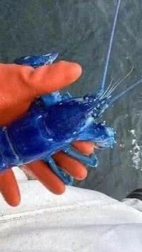 Conheça 5 animais raríssimos