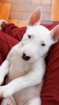 Quer um pet? Descubra as raças de cães mais difíceis de adestrar