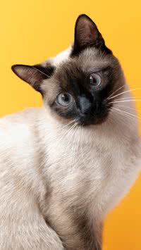 Veja quais são as raças mais inteligentes de gatos