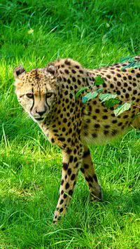 Os animais mais rápidos do mundo