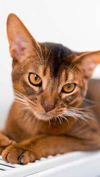 Mitos sobre gatos que podem impactar na saúde dos felinos