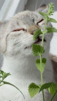 Os 5 cheiros preferidos dos gatos