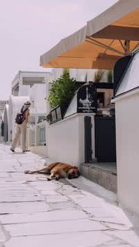 Entenda os prejuízos de animais abandonados nas ruas; tem culpado?