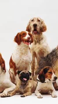 Os cheiros preferidos dos cães