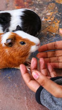 Saiba cinco motivos para você ter um hamster como pet
