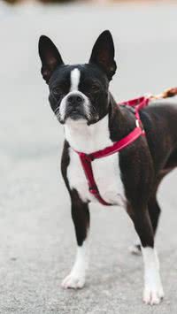 Carnaval e cachorro? Entenda o por que não é recomendado os pets nas ruas 