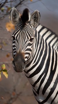 Por que as zebras têm listras? 