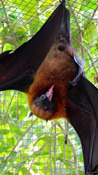 Veja curiosidades sobre os morcegos que você não sabia