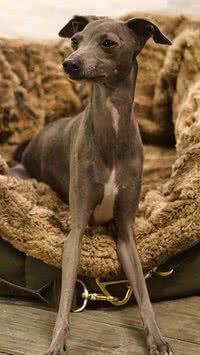 Camas para cachorro: saiba qual o melhor tipo para seu pet