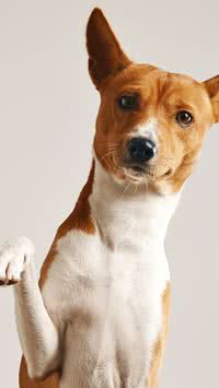 Saiba quais raças de cachorro que não latem muito