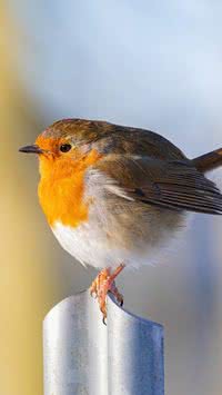 Será que passarinho sente frio? Confira 3 curiosidades sobre aves em tempos frios