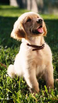 Vejas as 5 raças de cachorro mais dóceis e gentis
