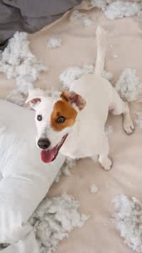 Saiba dicas infalíveis para seu pet não roer os móveis
