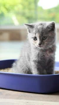 Saiba 5 dicas para manter a caixa de areia do seu gato sempre limpa