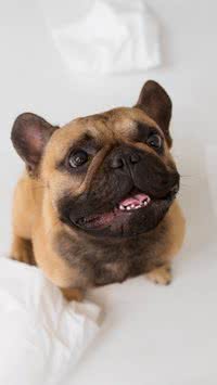 Confira os 5 cheiros que mais incomodam os cachorros