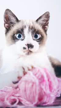 5 coisas que você precisa saber antes de adotar um gato