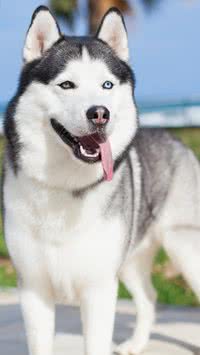 O que você precisa saber sobre a raça 'husky siberiano'