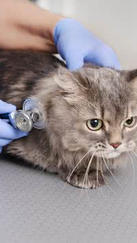 Pets pegam dengue? Saiba como proteger eles do mosquito