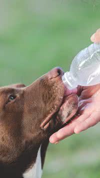 Saiba como proteger o seu pet no calor