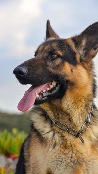 5 mitos que você não sabia sobre os cachorros da raça pastor alemão
