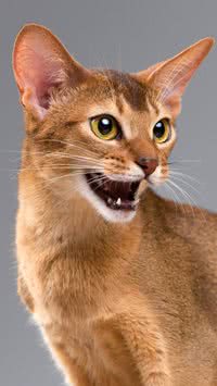 Por que os gatos miam? Descubra o significado de cada miado