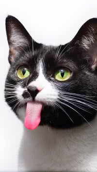Seu gato é feliz? Confira sinais de que o seu felino está contente