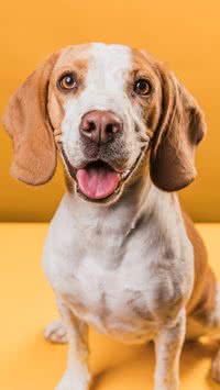 5 dicas para o bem-estar do seu cachorro em casa