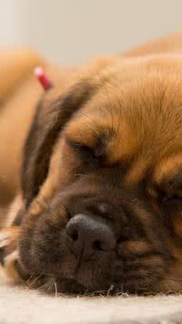 Cachorros também “pensam nos problemas” antes de dormir; entenda
