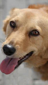 Seu cachorro está feliz? Veja como saber se o seu pet está contente