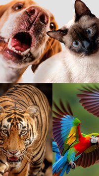 Saiba qual é a diferença entre animais exóticos, selvagens e domésticos