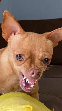 Porque o pinscher é bravo? Entenda o motivo de tanto ódio em um animal tão pequeno