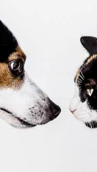 Saiba como os signos podem influenciar o comportamento dos pets