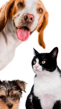 Está pensando em adotar? Saiba quais são os melhores pets para ter em casa