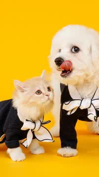 Veja 5 curiosidades sobre o seu pet que você não sabia