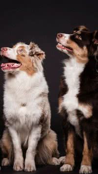 Cães de pequeno porte são mais agressivos que os de grande porte? Entenda