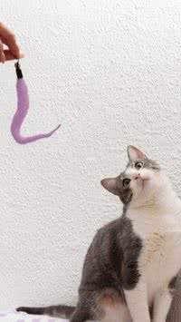 O gato nasceu do espirro de outro animal; descubra qual